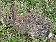 Cotton Tail rabbit